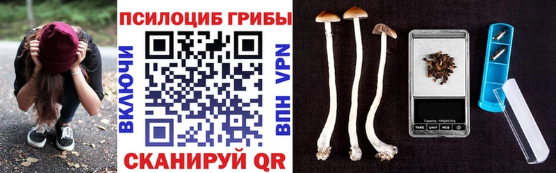 Псилоцибиновые грибы мицелий  что такое   Холм 